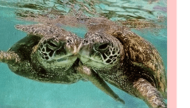 Image for 2 1/2 hour Couples Honu Sweet Truffle Escape